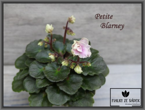 Petite Blarney